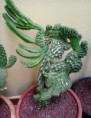 /album/mis-adquisiciones/a2014-01-01-15-59-17-jpg1/